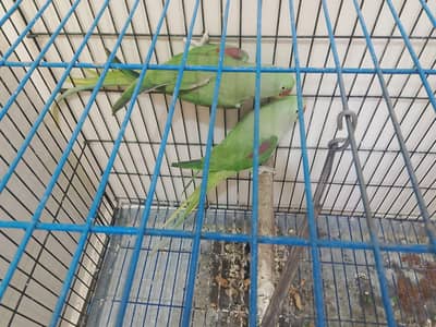 Raw parrots
