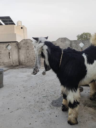 bakra