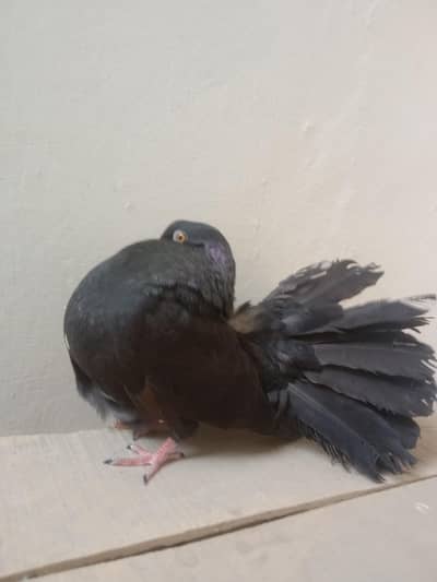 black American fantail piegon