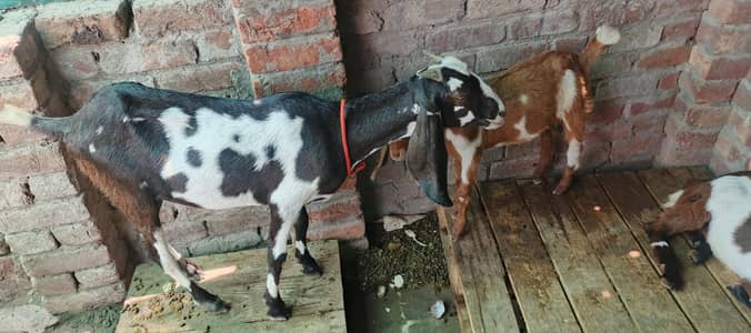 Desi Bakri with bcha    0336-71-60932
