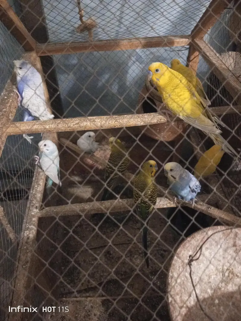 pair 1000 ka one pice 600 home  bred ha helty and activ