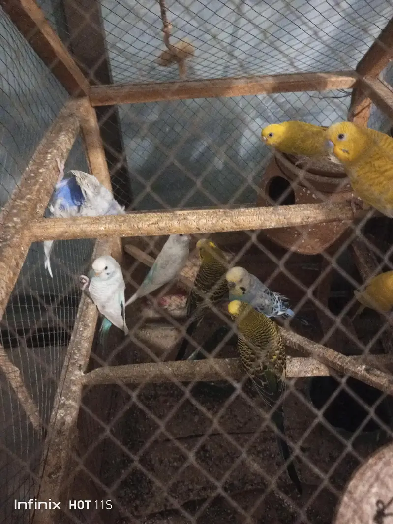 pair 1000 ka one pice 600 home  bred ha helty and activ — photo 2