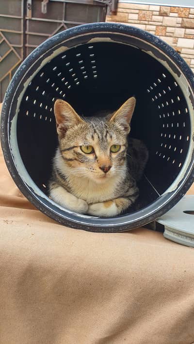 Male cat