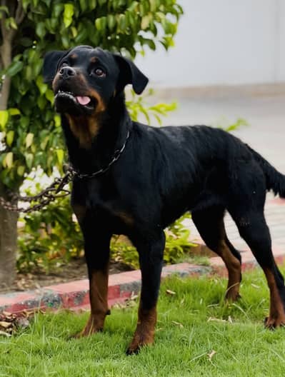 Rottweiler female pedigree