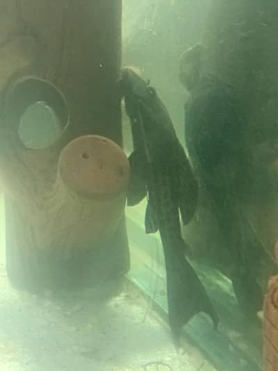 fish with aquarium
