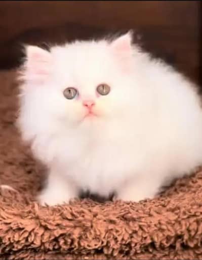 (Persian female kitten) (for sale all) (Pakistan delivery available)