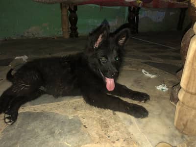 German shepherd puppy for sale
