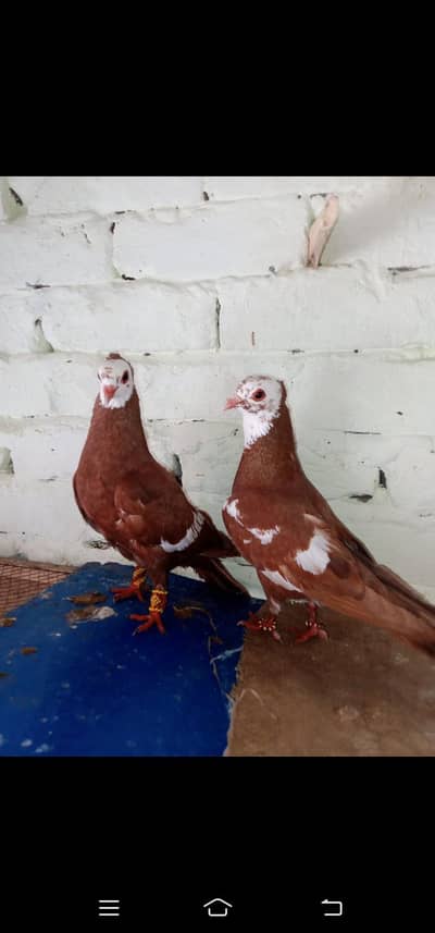 jogi breeder pair with eggsbreeder 0316-703-0221