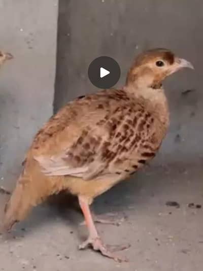 irani bredr nar