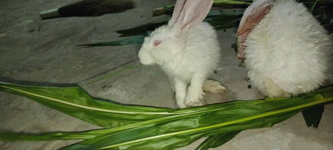 rabbits