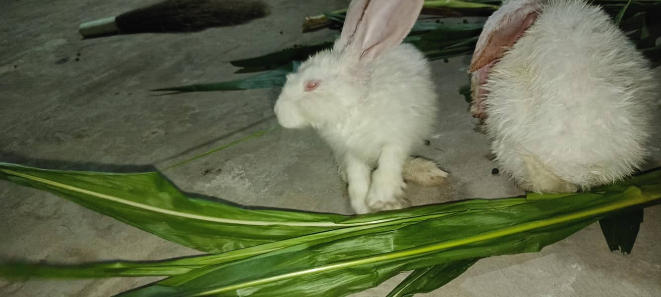 rabbits 0