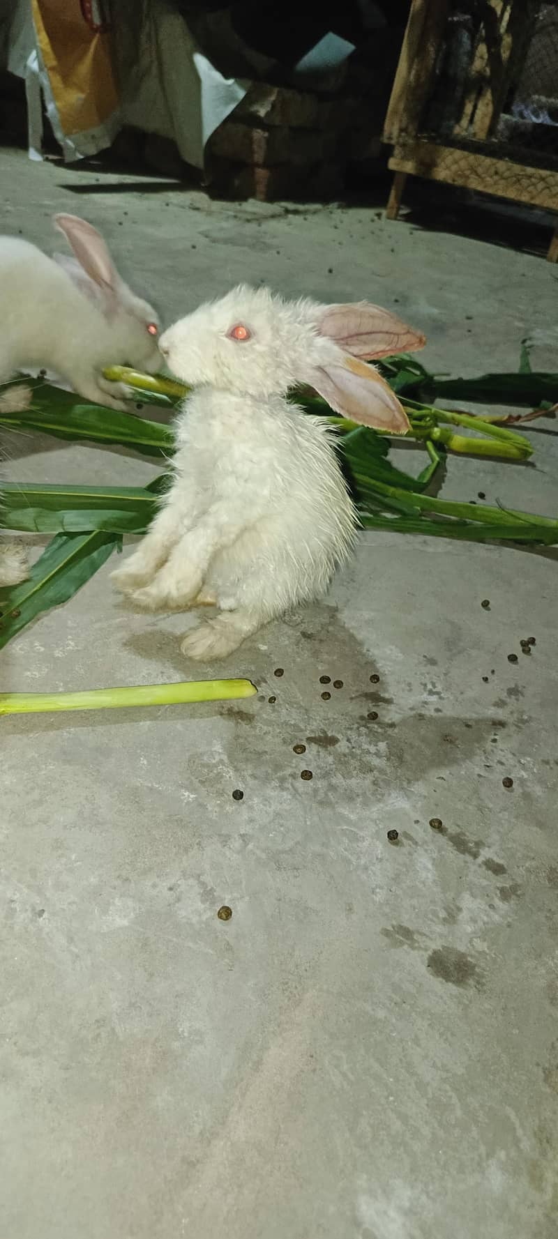 rabbits 1