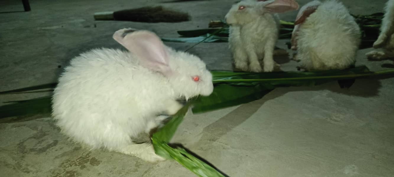 rabbits 2