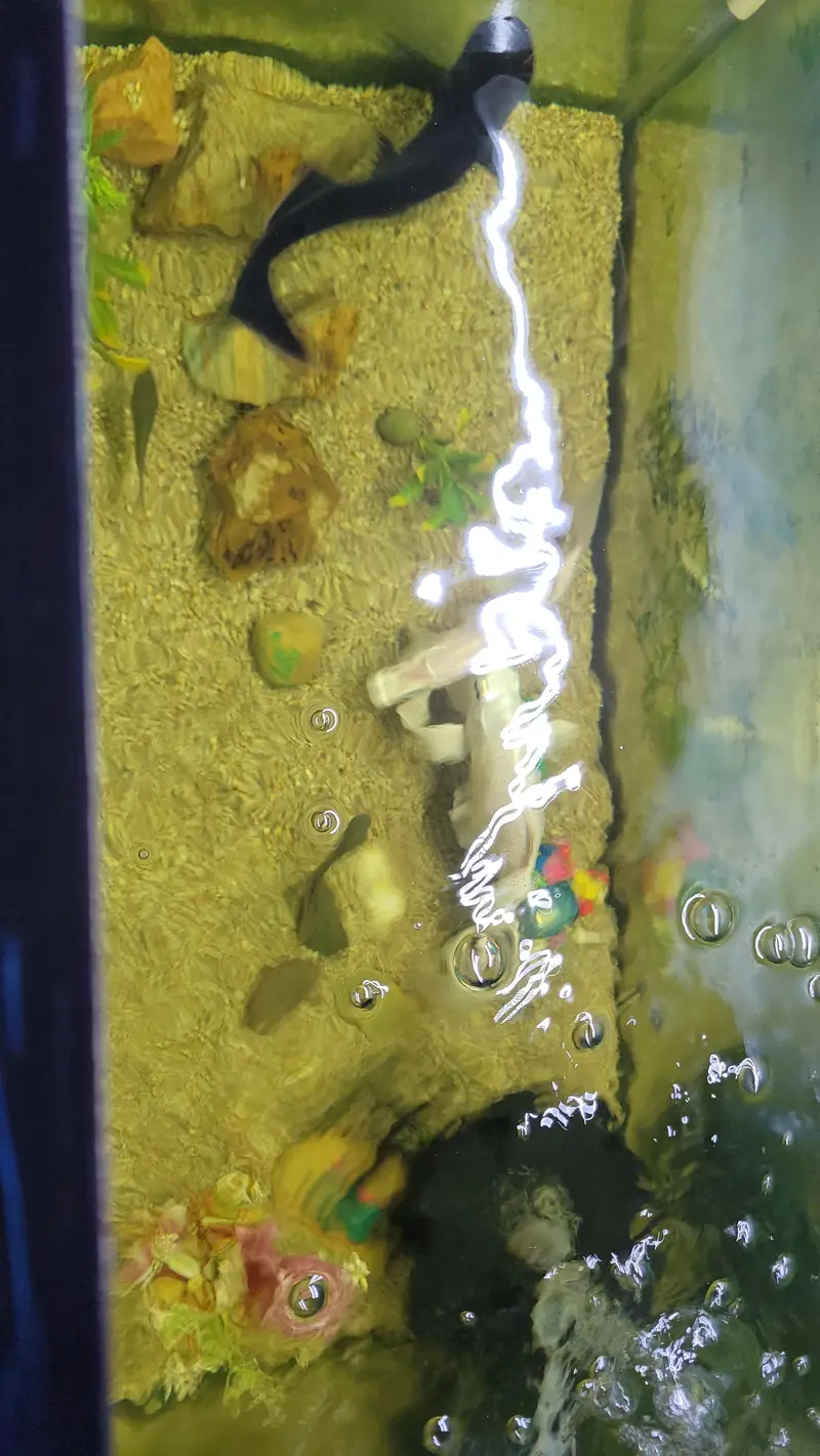 2x1 Feet Aquarium — photo 2