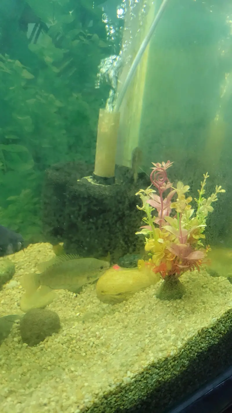 2x1 Feet Aquarium — photo 3