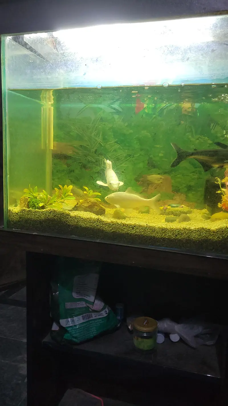 2x1 Feet Aquarium — photo 5
