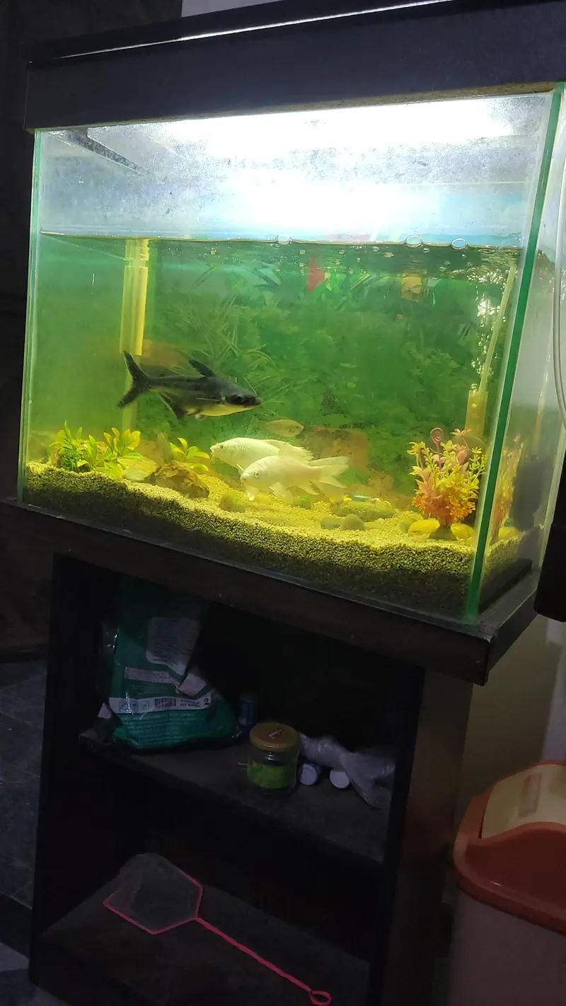 2x1 Feet Aquarium — photo 6