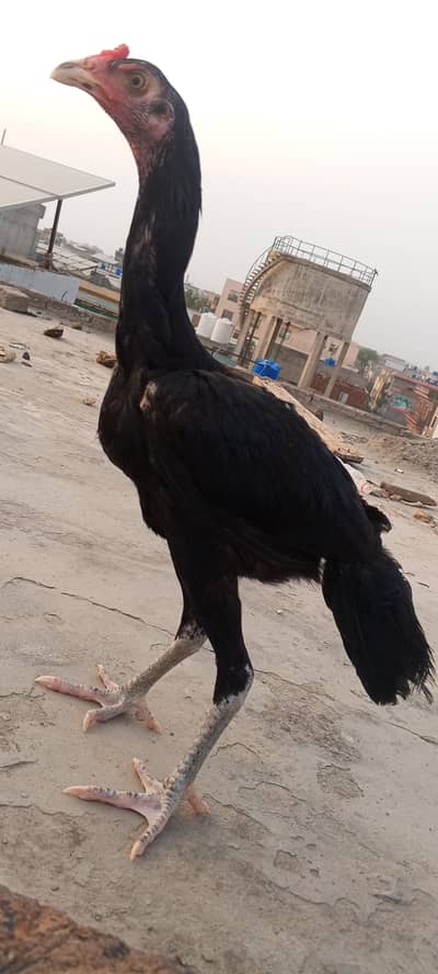 Lasani Aseel Pathay Mushka Aseel Patha Murga Murgi Chicks 03098573144