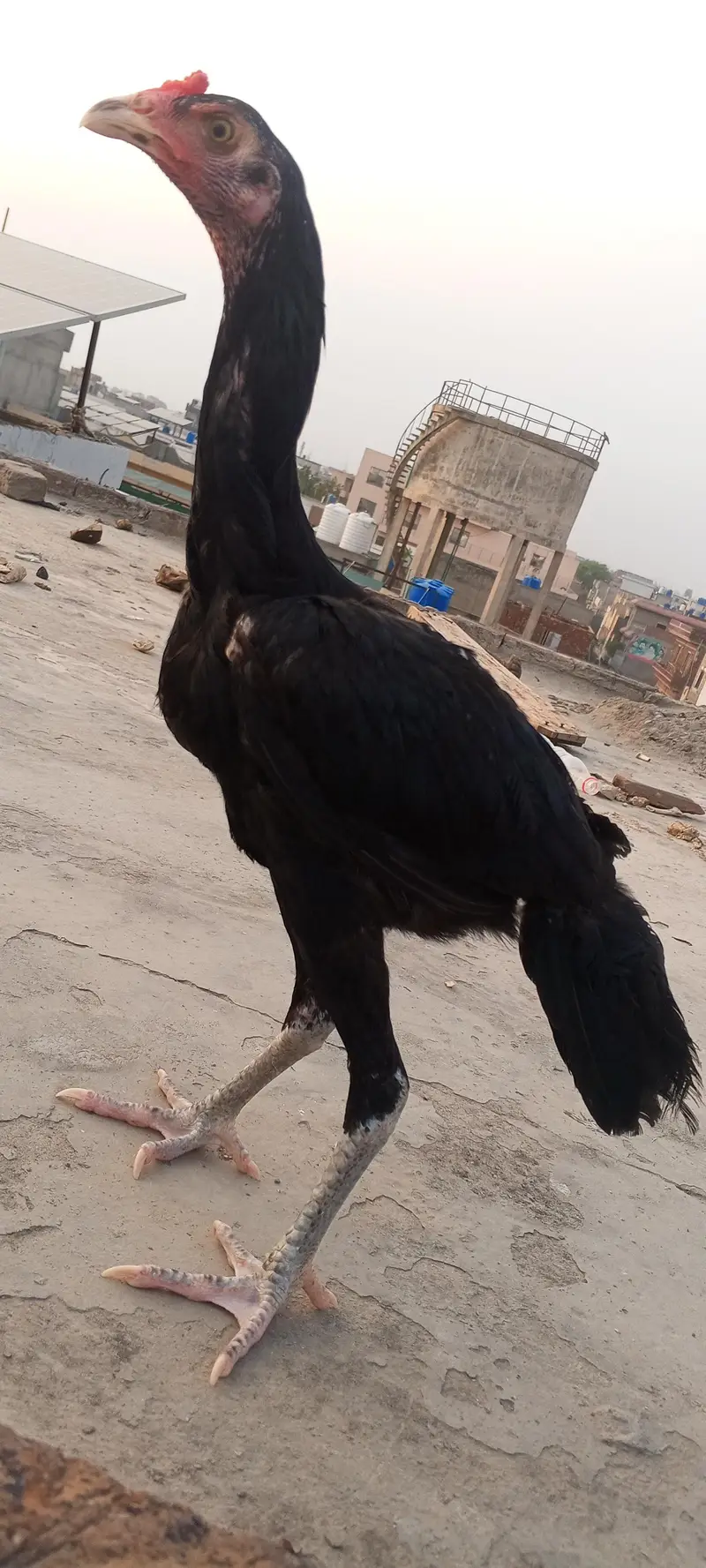 Lasani Aseel Pathay Mushka Aseel Patha Murga Murgi Chicks 03098573144