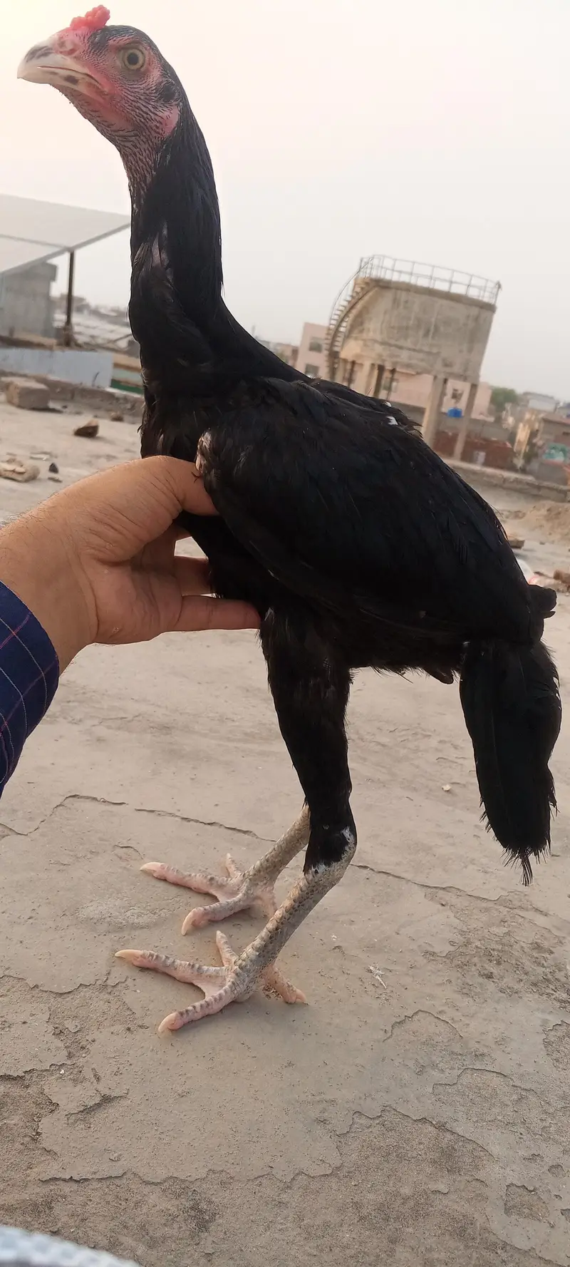 Lasani Aseel Pathay Mushka Aseel Patha Murga Murgi Chicks 03098573144 — photo 2