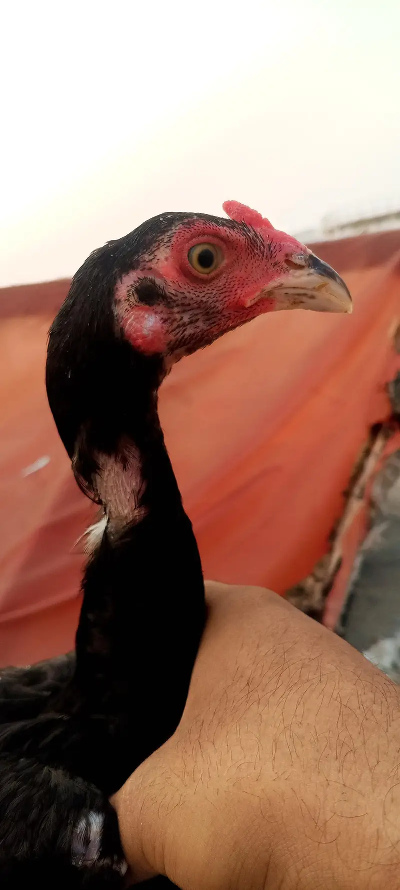 Lasani Aseel Pathay Mushka Aseel Patha Murga Murgi Chicks 03098573144 — photo 8