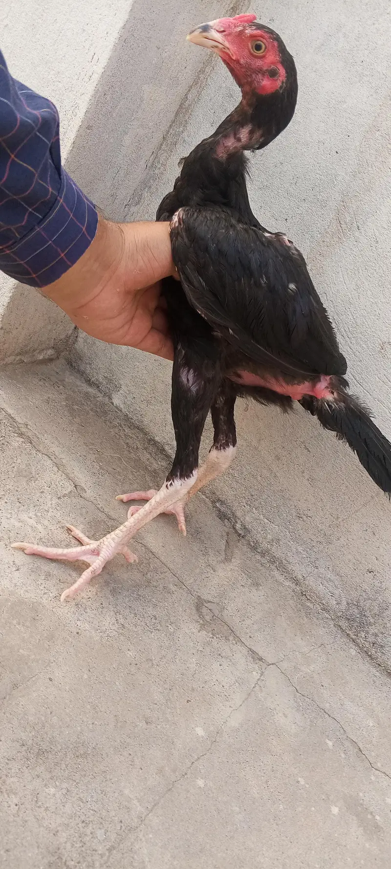 Lasani Aseel Pathay Mushka Aseel Patha Murga Murgi Chicks 03098573144 — photo 9