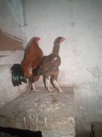Aseel Pair