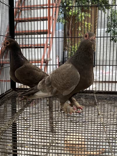 Homer pair