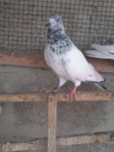 low flyer Pigeon