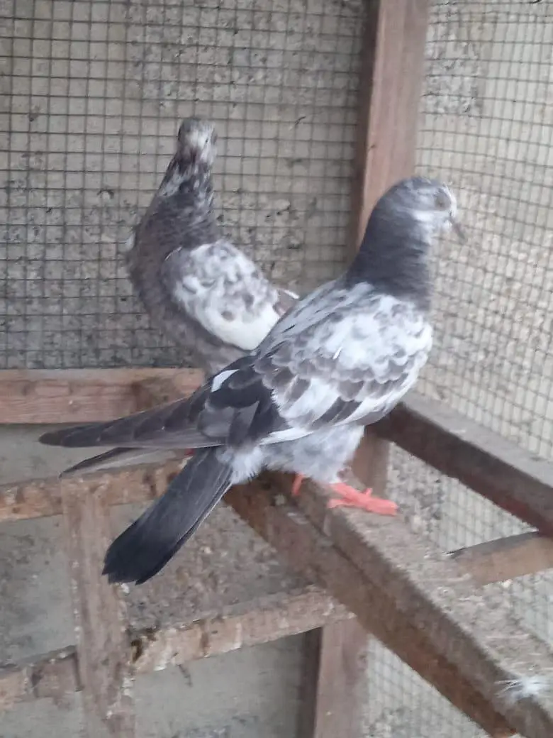 low flyer Pigeon — photo 3