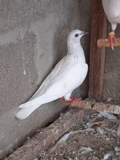 low flyer Pigeon