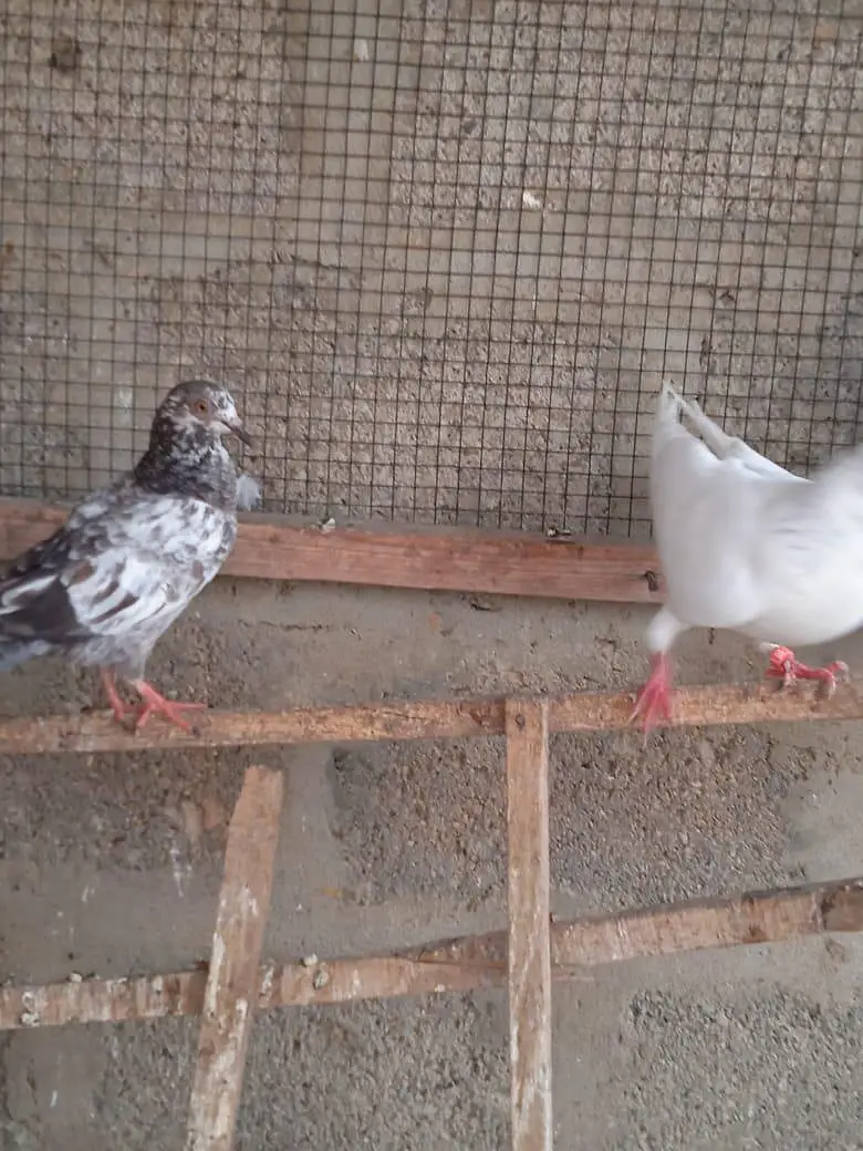 low flyer Pigeon — photo 4