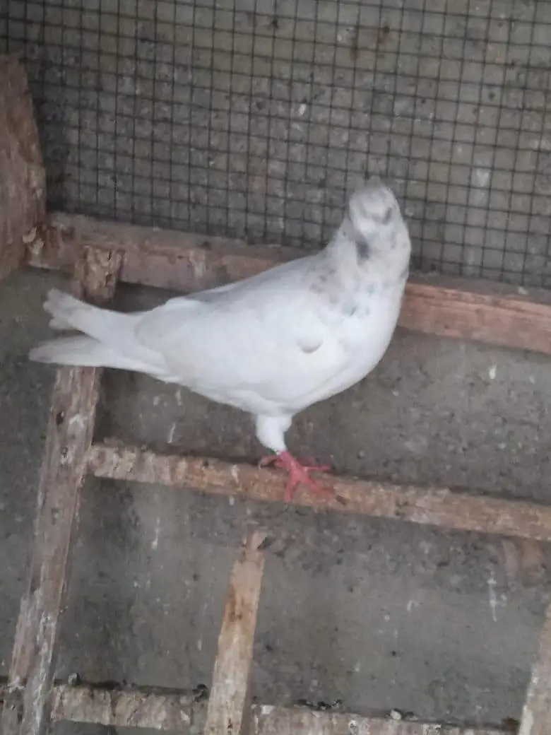 low flyer Pigeon — photo 6