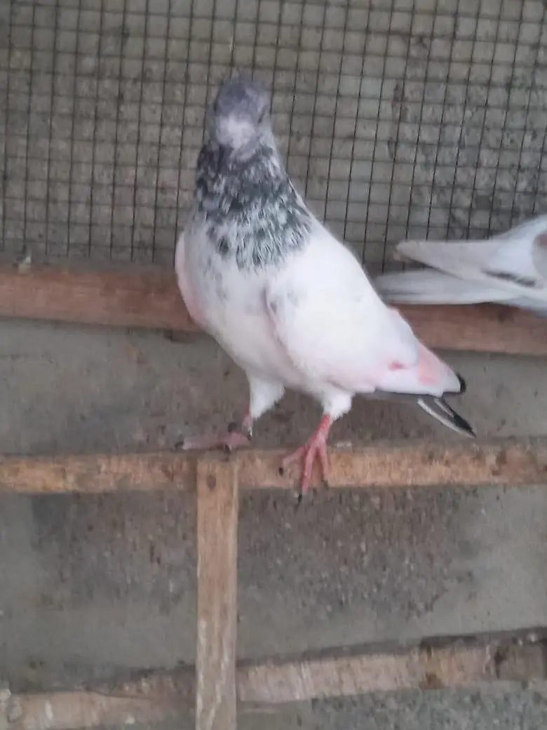 low flyer Pigeon — photo 7
