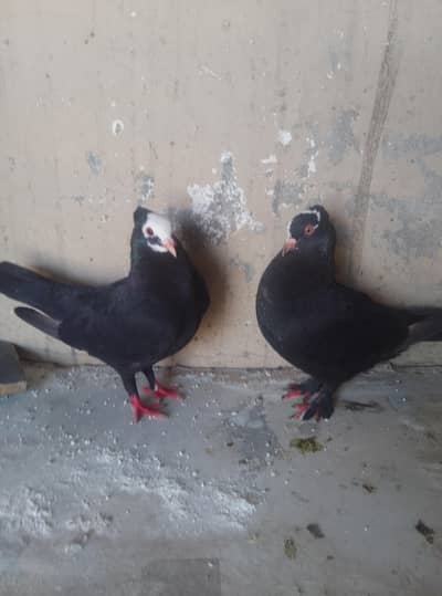 Healthy and active pigeon urgent for sale