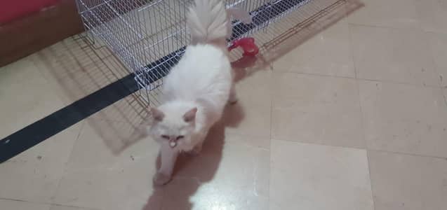 Persian Long Hair Cats