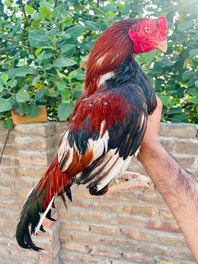 Amroha Male (price final h)