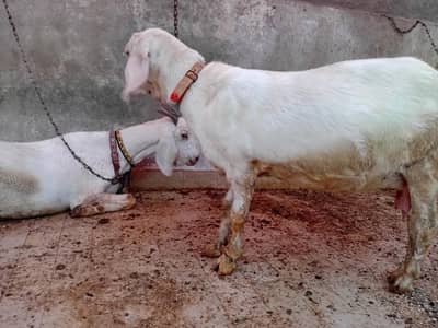 taddy bakri