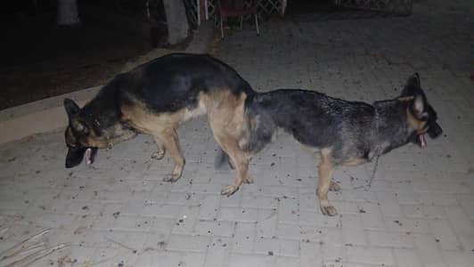 StudMale BlackMask German Shepherd Male For Stud