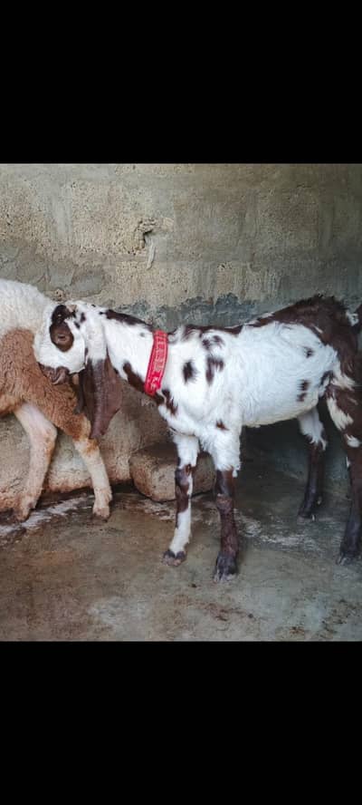 Faisalabadi andu Bakra  3 mont