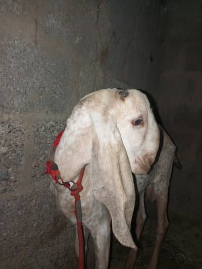 maka chini desi Bakra for sale