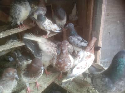 ghat kids breeding