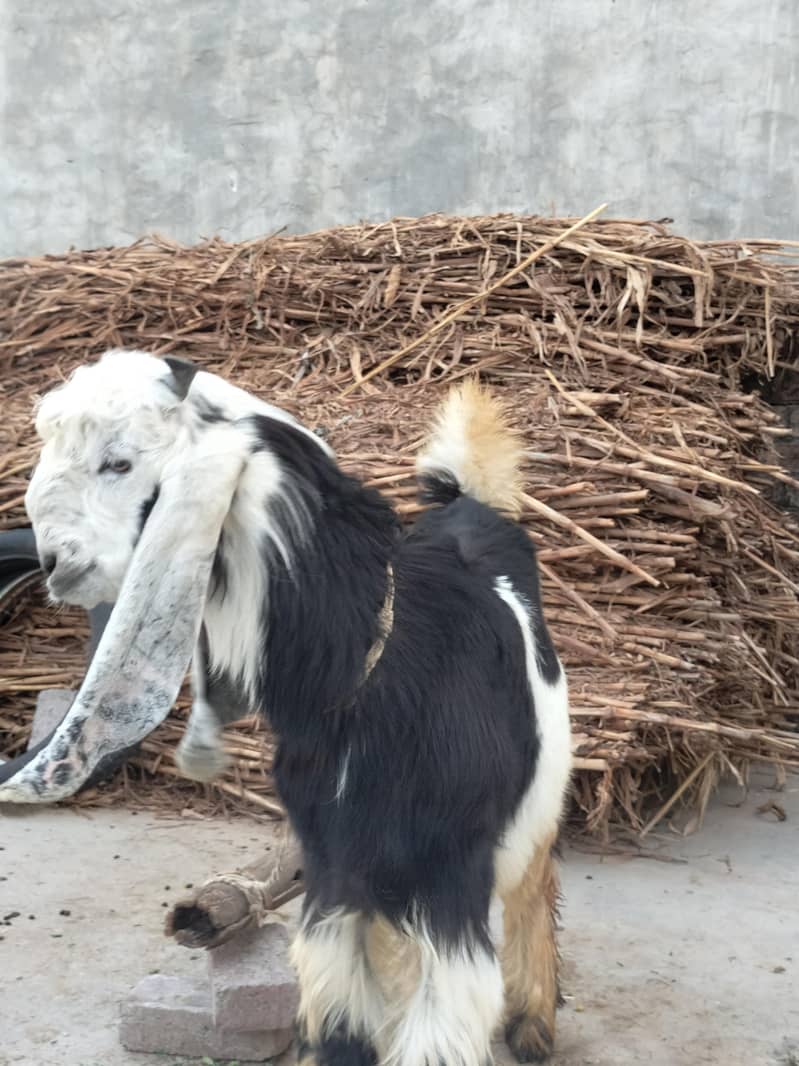 bakra 0