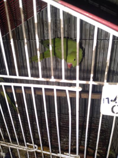 on mood taking full breeder female 03267651269