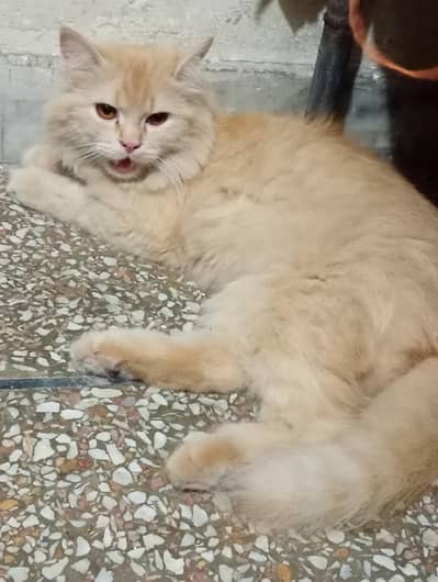 Persian female cat for sale