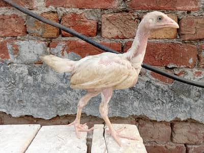 pure Heera bread