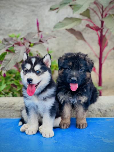 German Shepherd and Husky