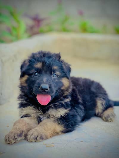 German Shepherd