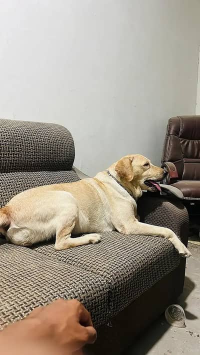 Breeder female labrador