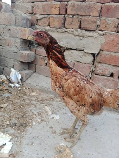 Mashallah top quality Thai dragon  female for sale